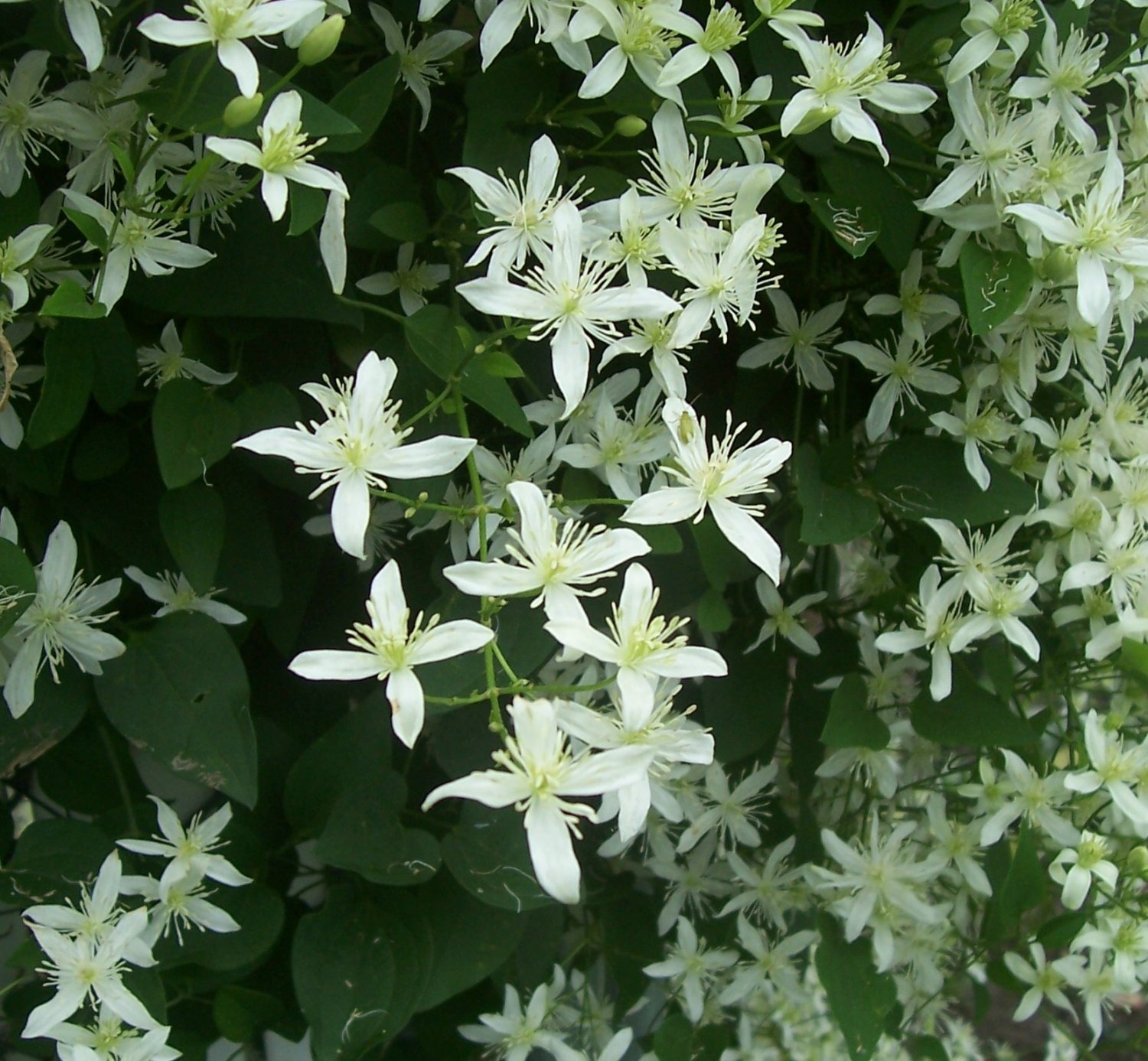 Sweet Autumn Clematis ( terniflora ) - 15 seeds ~gemsandstems.info~