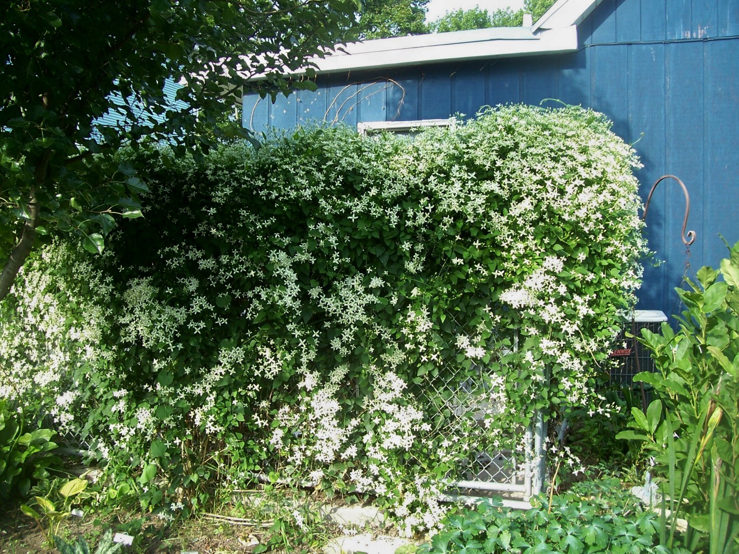 Sweet Autumn Clematis ( terniflora ) 15 seeds gemsandstems.info