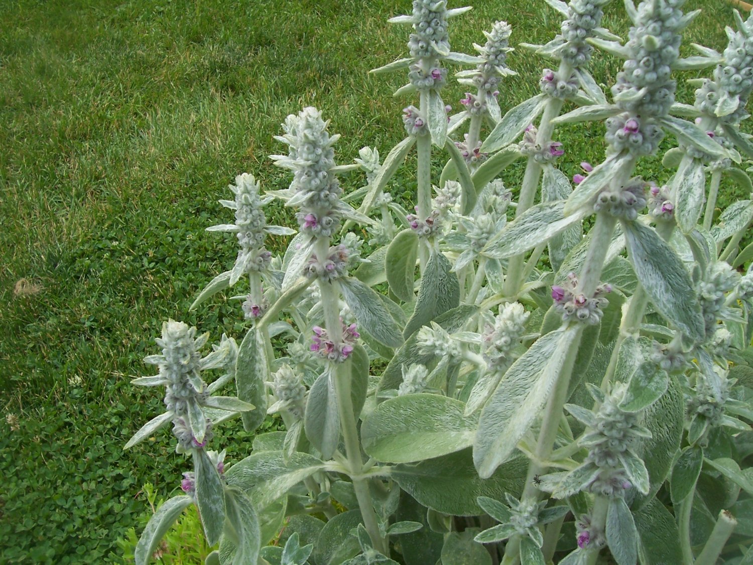 Lamb's Ears ( Stachys byzantina ) 1 plant division gemsandstems.info