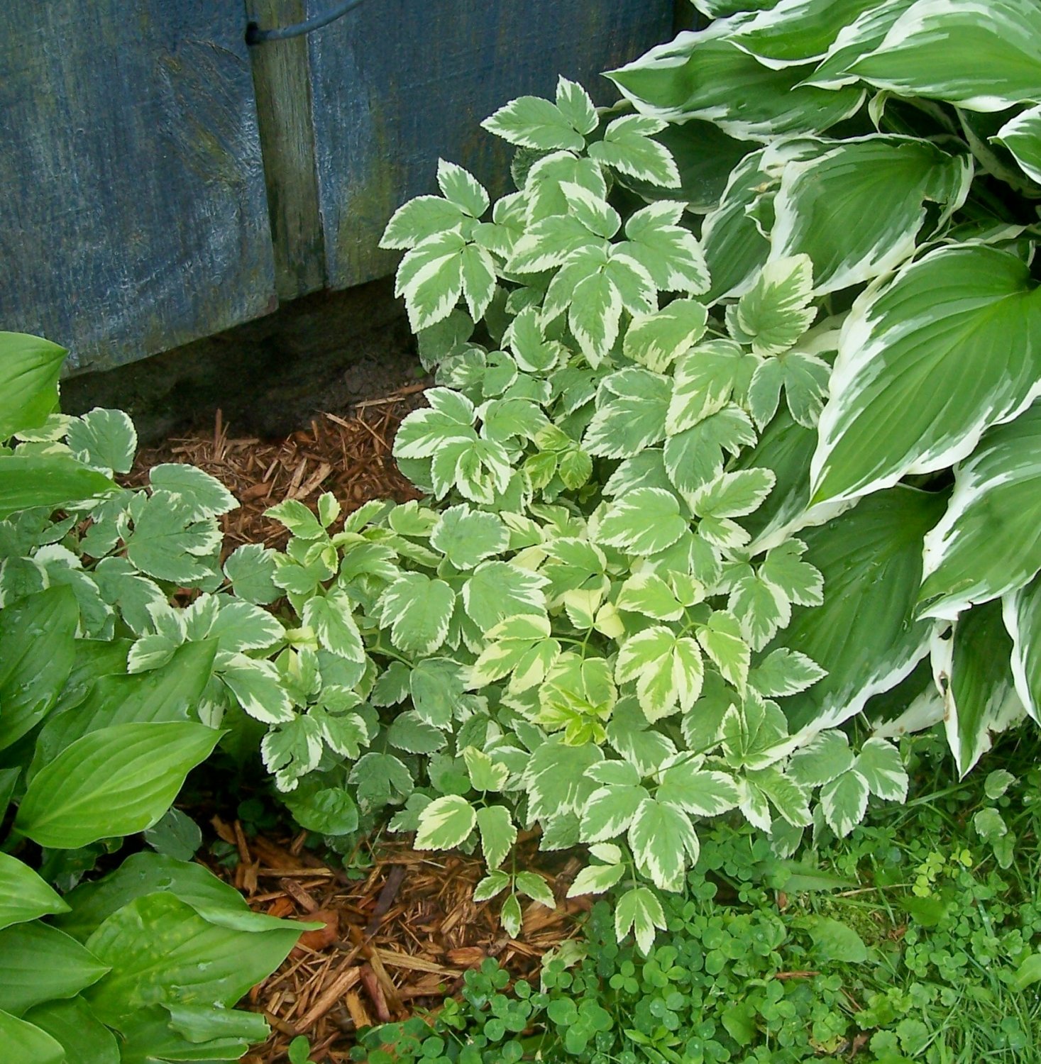 Live Plants ~ SNOW ON THE MOUNTAIN ~ Bright Shade Beauty ~ buy more to