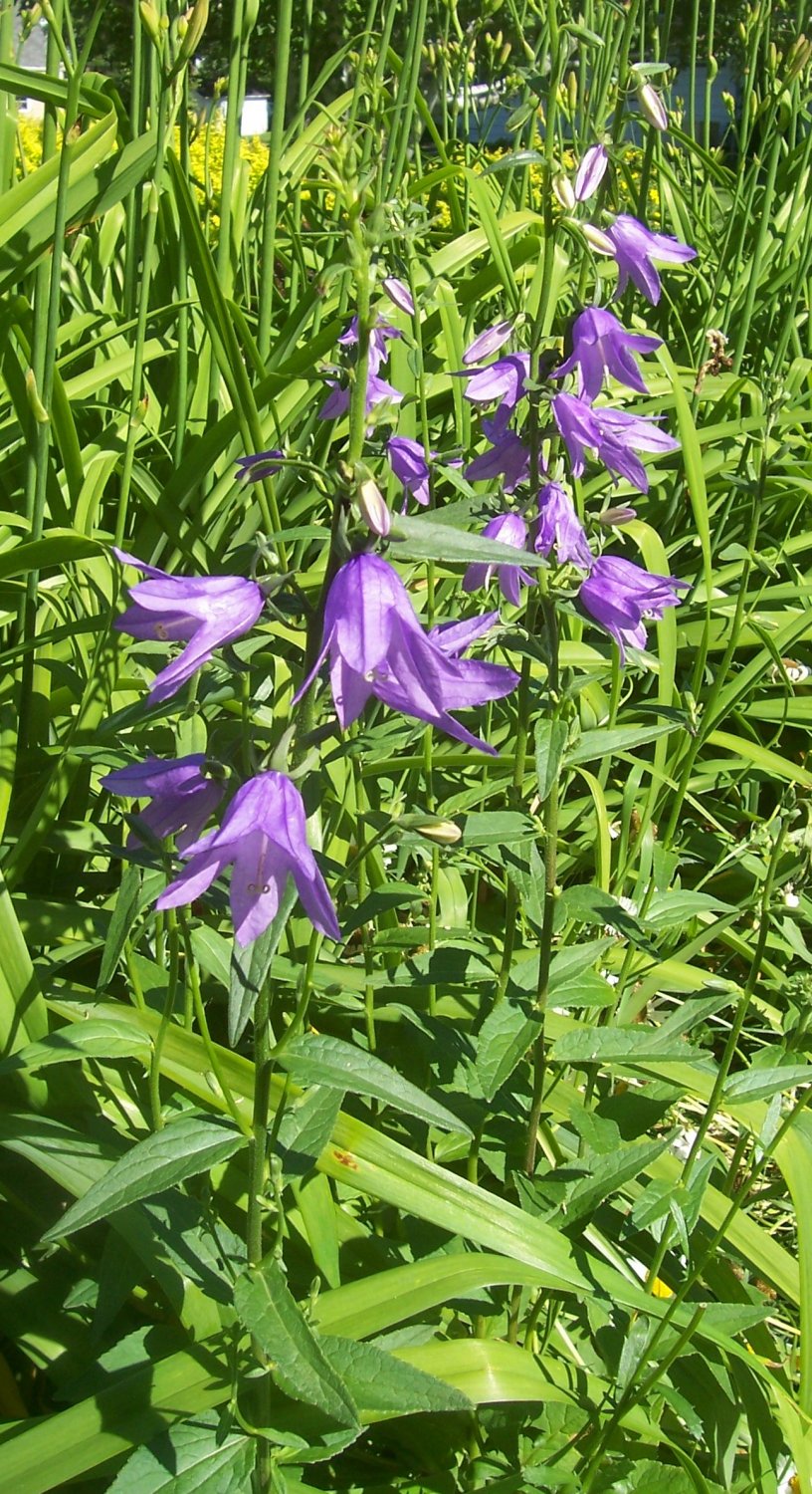 Rampion Bellflower ( Campanula rapunculoides ) 1 plant