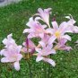 Magic Lily ( Lycoris squamigera ) - 1 large bulb ~gemsandstems.info~