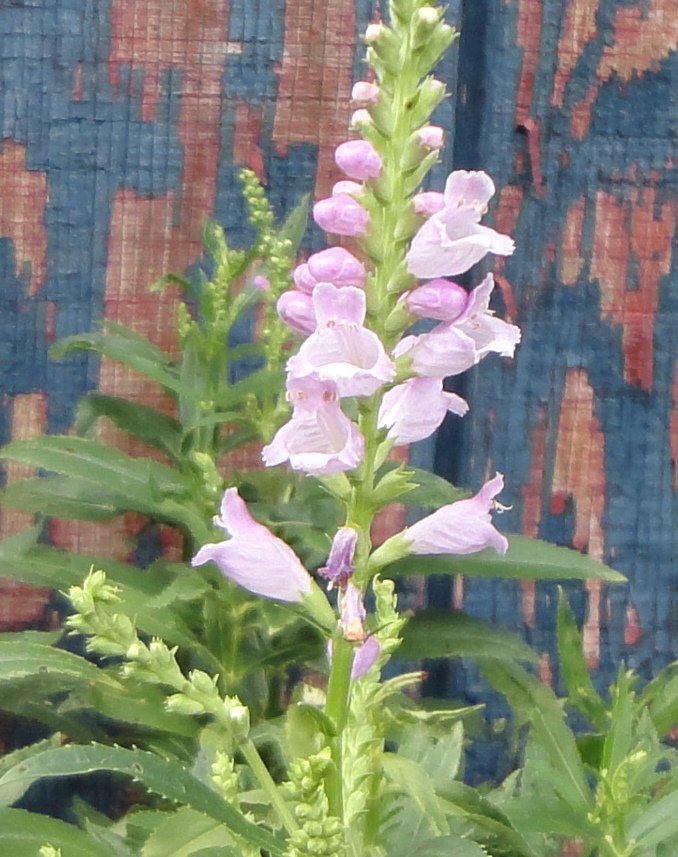 Rosy Dragon Flower ( Physostegia virginiana rosea ) - 1 live plant ...