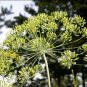 LONG ISLAND MAMMOTH Dill ( Anethum graveolens ) - 15 seeds  ~gemsandstems.info~