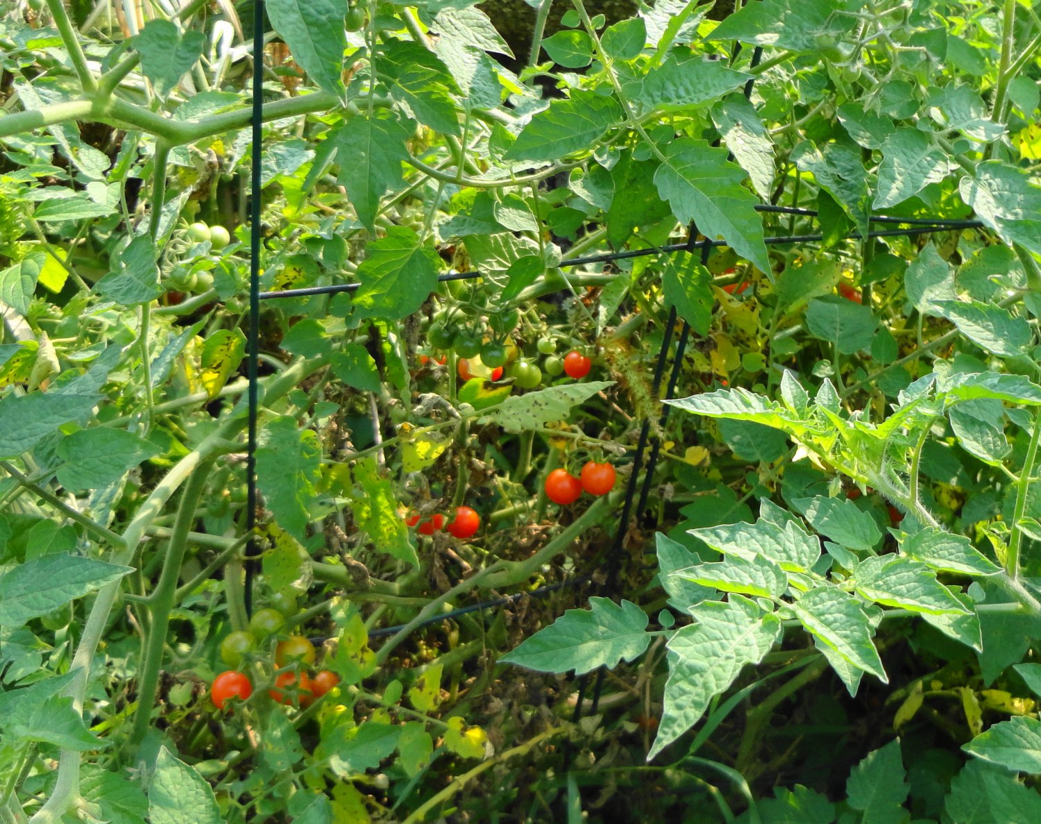 HAWAIIAN CURRANT Tomato ( Solanum lycopersicum ) - 15 seeds ...