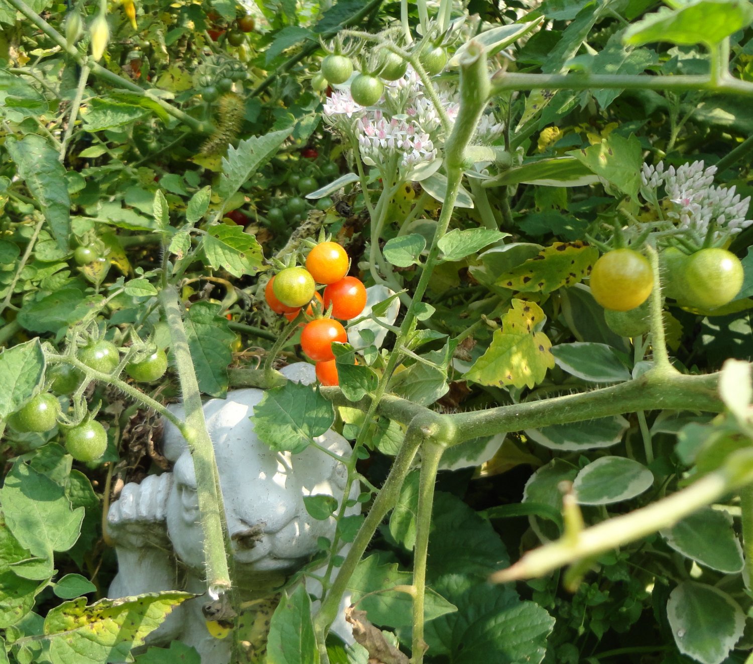 HAWAIIAN CURRANT Tomato ( Solanum lycopersicum ) 15 seeds
