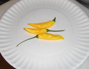 HOT LEMON Pepper ( Capsicum baccatum ) - 15 seeds  ~gemsandstems.info~