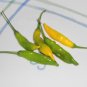 HOT LEMON Pepper ( Capsicum baccatum ) - 15 seeds  ~gemsandstems.info~