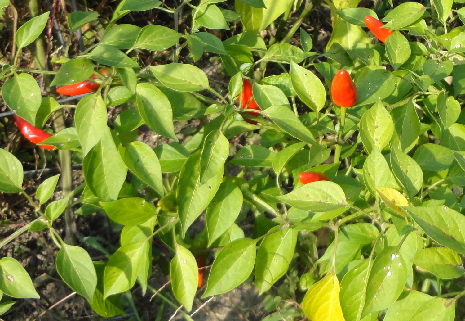 SALE ~ 25 Seeds ~ JEFFS SUPER CHILI ~ Organic Artisan Pepper