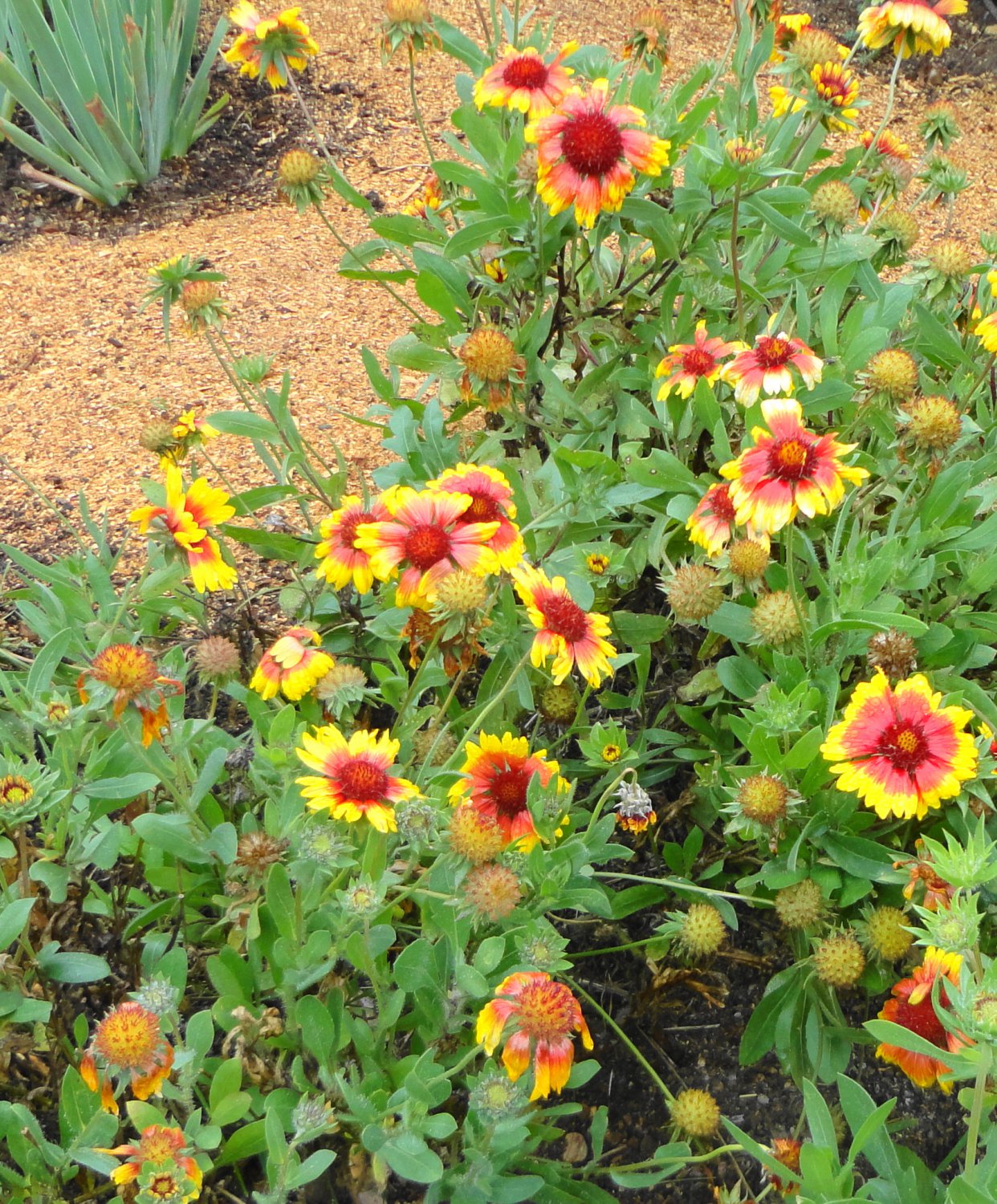 BLANKET FLOWER ( Gaillardia x grandiflora ) 30 seeds gemsandstems.info