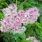 MISS KIM LILAC ( Syringa ) - quart plant ~gemsandstems.info~