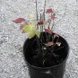 MISS KIM LILAC ( Syringa ) - quart plant ~gemsandstems.info~