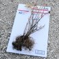 MISS KIM LILAC ( Syringa ) - quart plant ~gemsandstems.info~