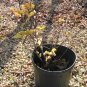 MISS KIM LILAC ( Syringa ) - quart plant ~gemsandstems.info~