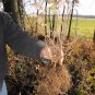 MISS KIM LILAC ( Syringa ) - quart plant ~gemsandstems.info~