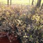 MISS KIM LILAC ( Syringa ) - quart plant ~gemsandstems.info~