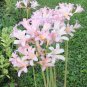 Magic Lily ( Lycoris squamigera ) - 1 large bulb ~gemsandstems.info~