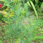 BOUQUET Dill ( Anethum graveolens ) - 30 seeds  ~gemsandstems.info~