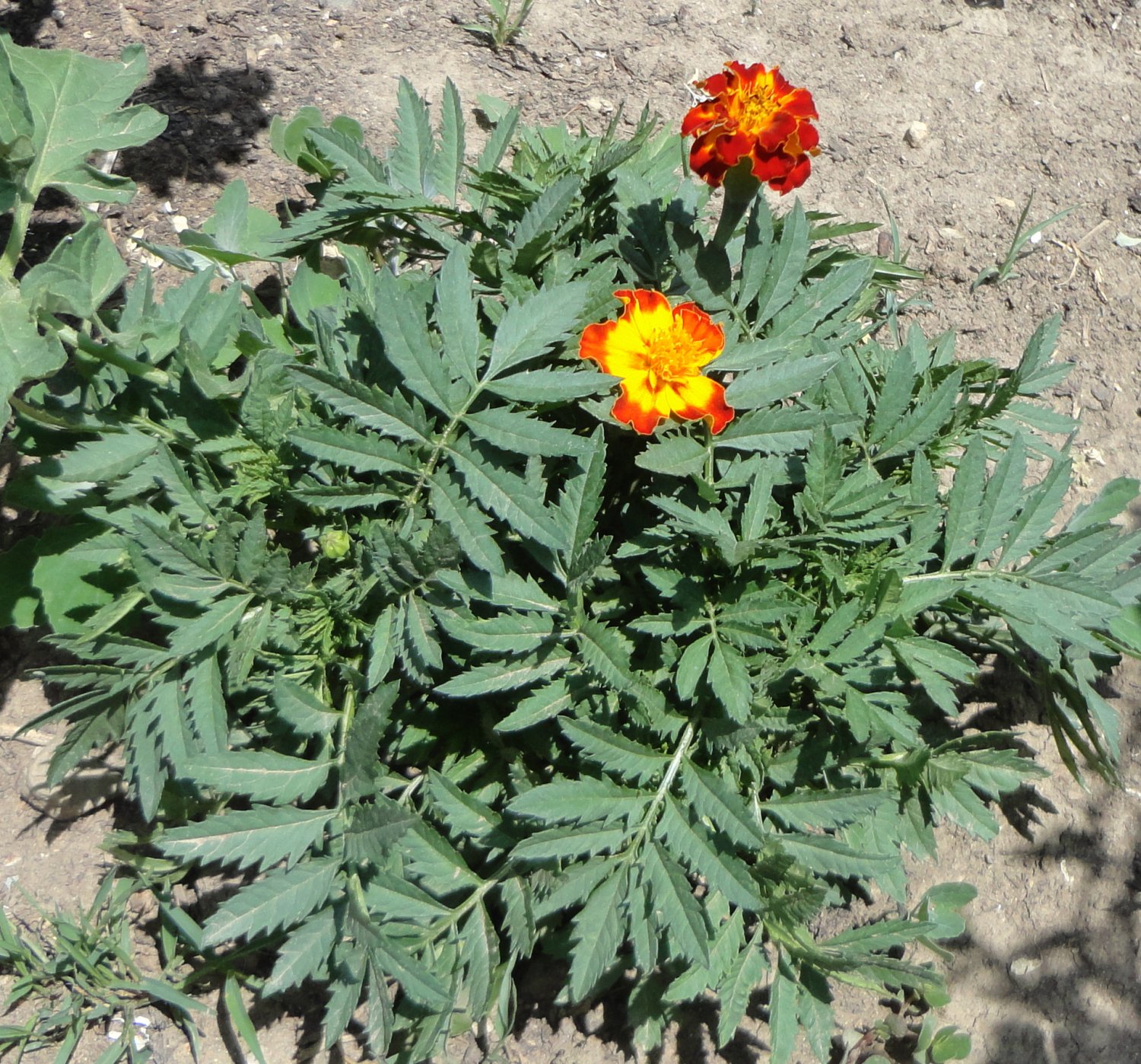 DWARF BOLERO Marigold ( Tagetes Patula ) - 15 Seeds ~gemsandstems.info~