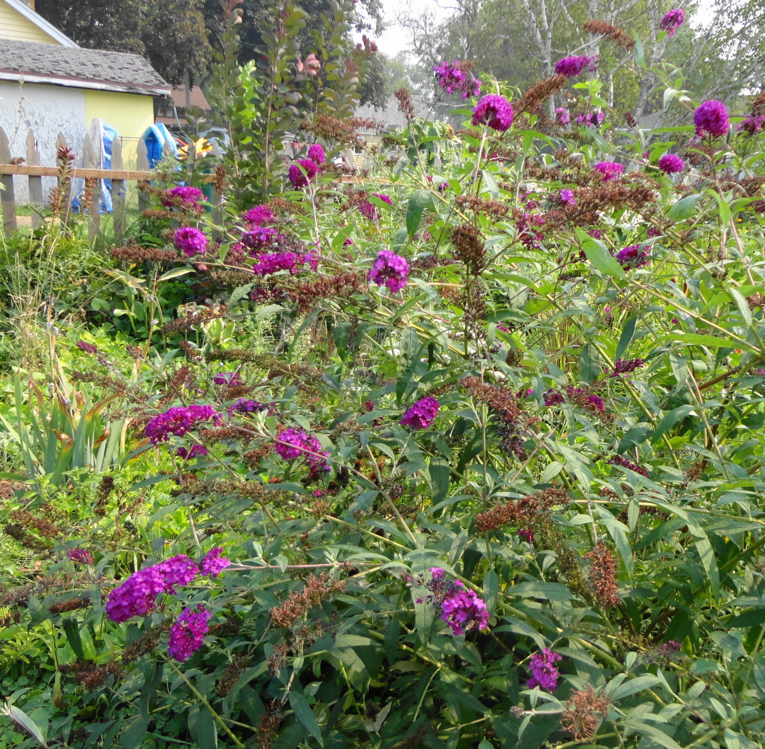 Sale ✽ 25 Butterfly Bush Seeds ✽ Royal Red ✽ Organic ✽ Free 