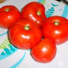 WISCONSIN 55 Tomato ( Solanum lycopersicum ) - 15 seeds  ~gemsandstems.info~