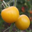 Heirloom YELLOW PERFECTION Tomato ( Solanum lycopersicum ) - 15 seeds  ~gemsandstems.info~