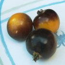 Artisan BOSQUE BUMBLEBEE Tomato ( Solanum lycopersicum ) - 15 seeds  ~gemsandstems.info~