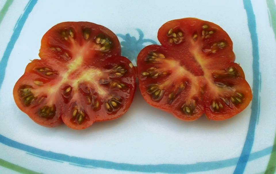 Heirloom RED STAR Tomato ( Solanum lycopersicum ) - 15 seeds ...