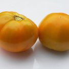 Heirloom PERSIMMON Tomato ( Solanum lycopersicum ) - 15 seeds  ~gemsandstems.info~