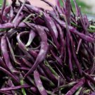 Heirloom BLAUHILDE Pole Bean ( Phaseolus ) - 10 seeds  ~gemsandstems.info~