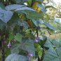 Heirloom BLAUHILDE Pole Bean ( Phaseolus ) - 10 seeds  ~gemsandstems.info~