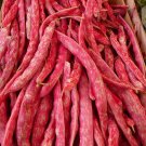Heirloom BORLOTTO LINGUA Pole Bean ( Phaseolus ) - 10 seeds  ~gemsandstems.info~