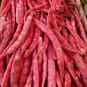 Heirloom BORLOTTO LINGUA Pole Bean ( Phaseolus ) - 10 seeds  ~gemsandstems.info~