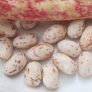 Heirloom SPECKLED CRANBERRY Pole Bean ( Phaseolus ) - 10 seeds  ~gemsandstems.info~