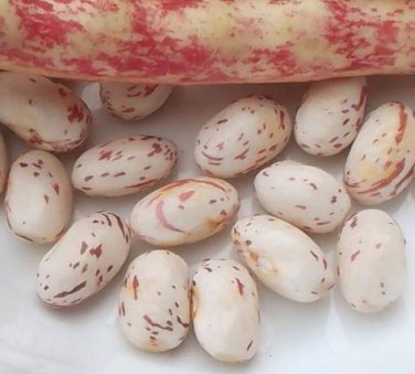 Heirloom SPECKLED CRANBERRY Pole Bean ( Phaseolus ) - 10 seeds  ~gemsandstems.info~