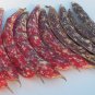 Heirloom SPECKLED CRANBERRY Pole Bean ( Phaseolus ) - 10 seeds  ~gemsandstems.info~