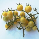 Heirloom BIANCA Tomato ( Solanum ) - 15 seeds  ~gemsandstems.info~
