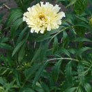 Kilimanjaro White Marigold ( Tagetes erecta ) - 15 seeds  ~gemsandstems.info~