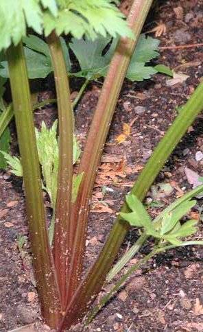 Heirloom RED STALK Celery ( Apium graveolens ) - 30 seeds  ~gemsandstems.info~