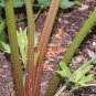 Heirloom RED STALK Celery ( Apium graveolens ) - 30 seeds  ~gemsandstems.info~