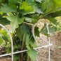Heirloom RED STALK Celery ( Apium graveolens ) - 30 seeds  ~gemsandstems.info~