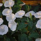 25 White Datura GIANT MOON FLOWER Seeds - Oh Smell Soooo Good. Night Bloomers TX
