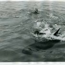 Aquarama Aquarium Theater of the Sea Man & Pilot Whale Official Photograph 1960s