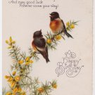 #40    Birthday Postcard birds  ( used )