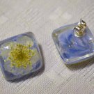 Real Queen Anne's Lace Earrings