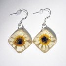 Real White Daisy Resin Dangle Earrings