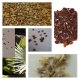 Seeds