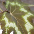 Begonia 'tye dye'  20+ seeds - very rare plant