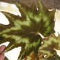 Begonia 'tye dye' 20+ seeds - very rare plant