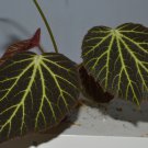Begonia chloroneura 20+ seeds - very rare plant